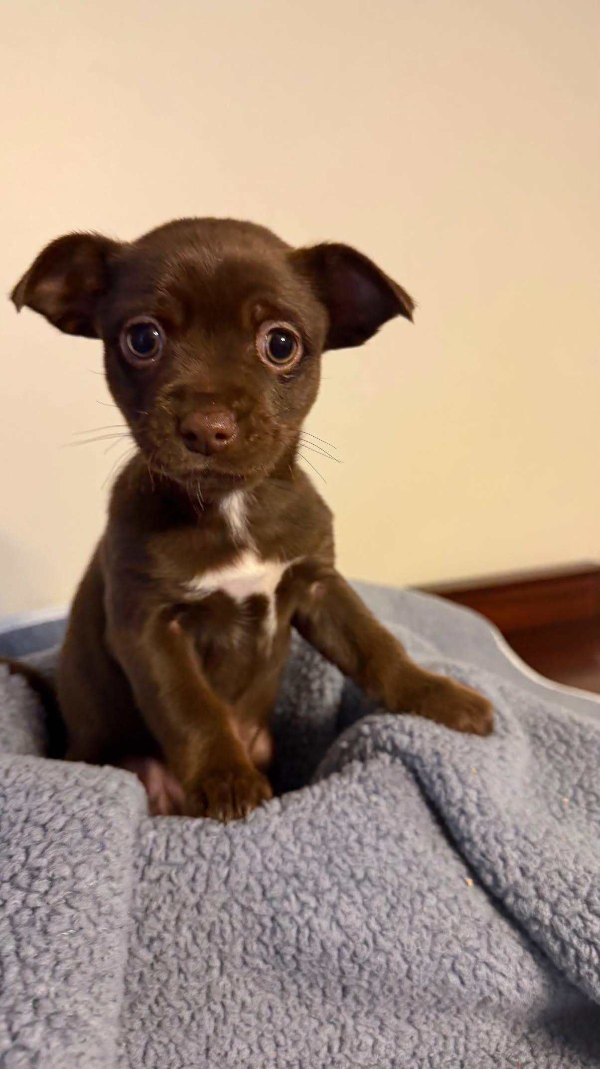 Enlarge Toffee, a Adoptable mixed breed in Rock Hill, SC image 2/6