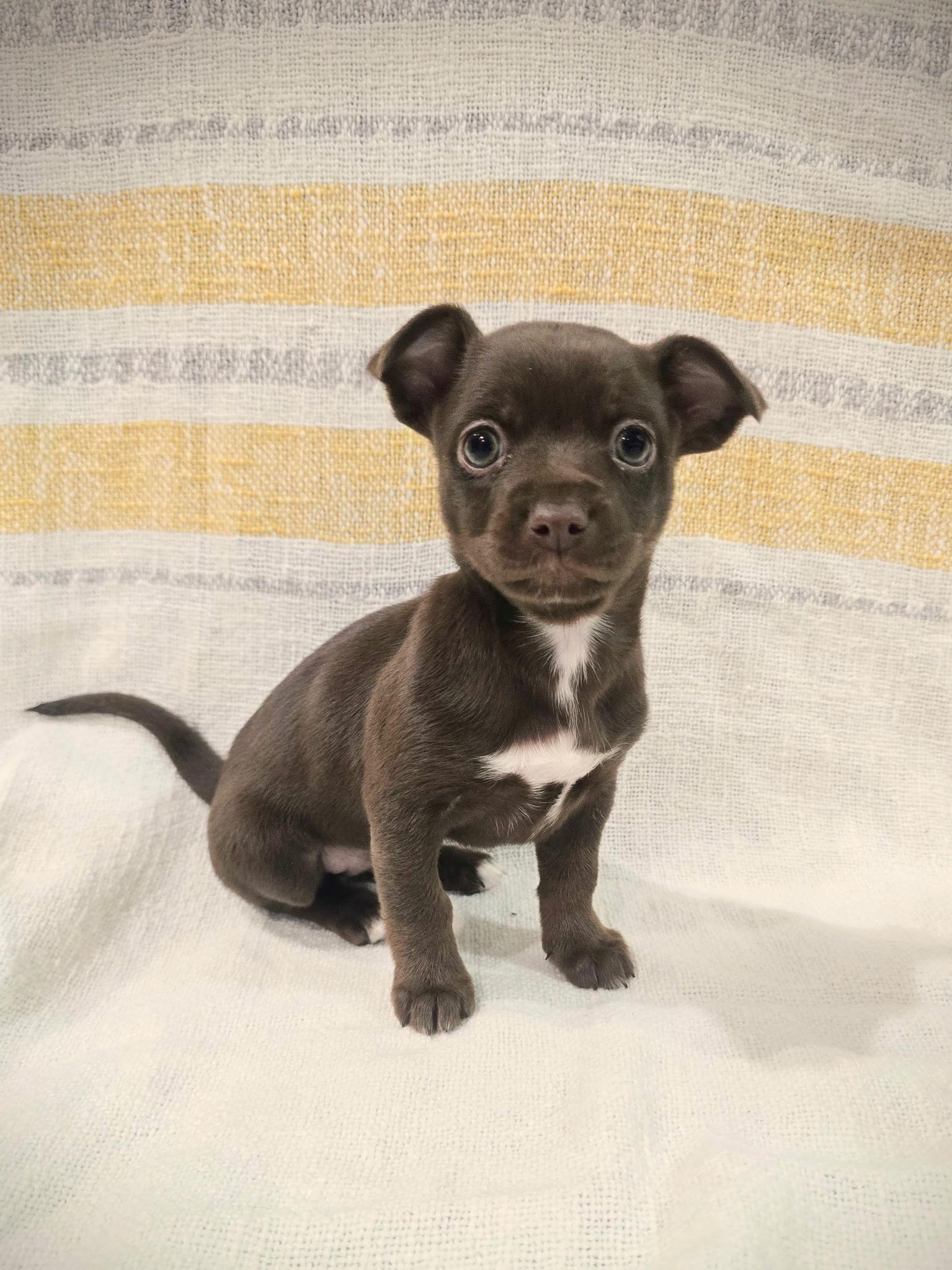 Enlarge Toffee, a Adoptable mixed breed in Rock Hill, SC image 3/6