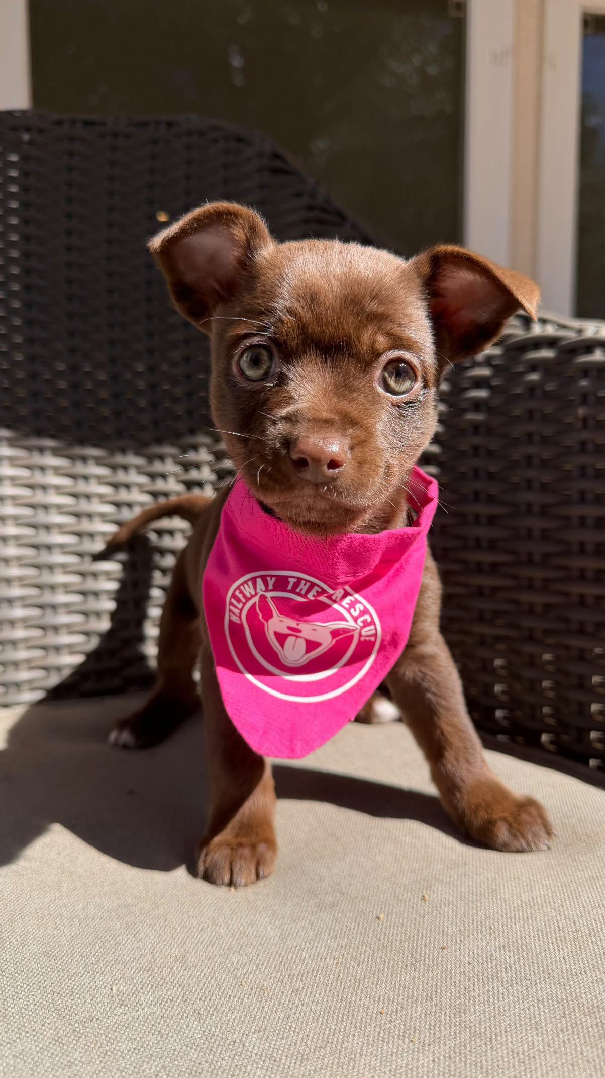 Enlarge Toffee, a Adoptable mixed breed in Rock Hill, SC image 1/6