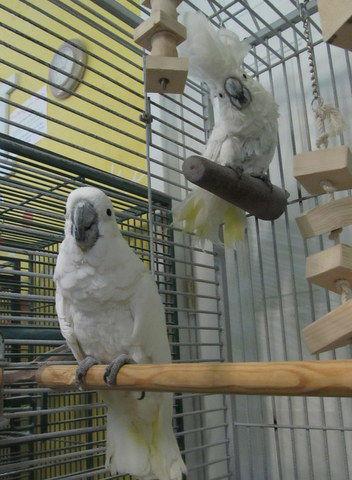 BooBoo & Sweetie, Adoptable, Young Male Cockatoo.
