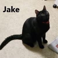 Jake (from State Farm)