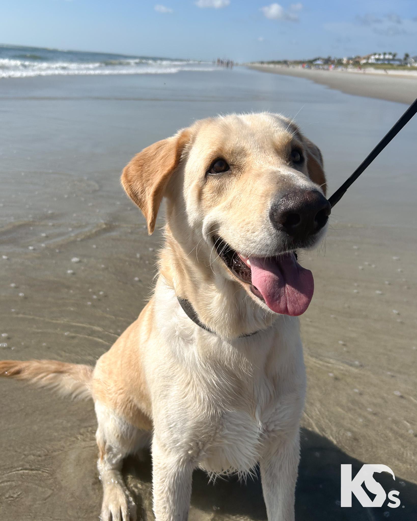 Fiji, Adoptable, Young Male Labrador Retriever & Great Dane.
