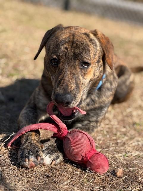 Enlarge COLT, a ADOPTABLE mixed breed in Lynn Haven, FL image 1/5