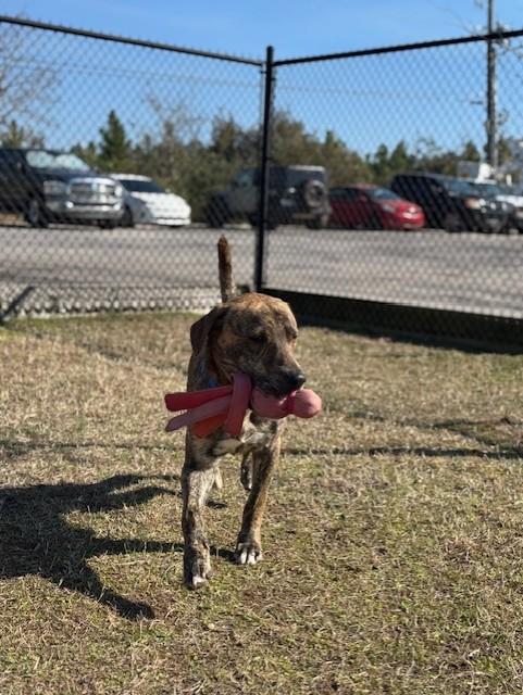 Enlarge COLT, a ADOPTABLE mixed breed in Lynn Haven, FL image 4/5