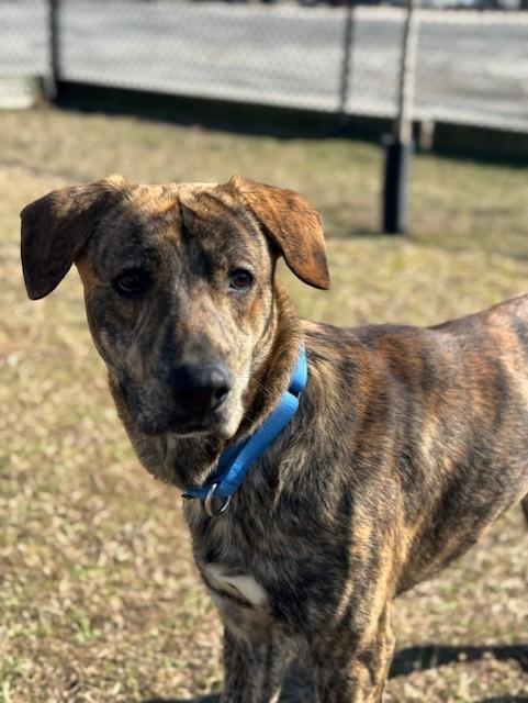 Enlarge COLT, a ADOPTABLE mixed breed in Lynn Haven, FL image 3/5