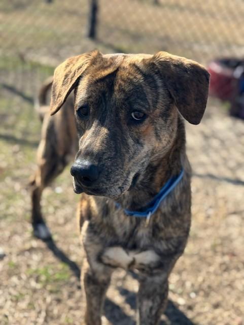 Enlarge COLT, a ADOPTABLE mixed breed in Lynn Haven, FL image 2/5