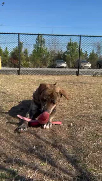 Enlarge COLT, a ADOPTABLE mixed breed in Lynn Haven, FL video 5/5