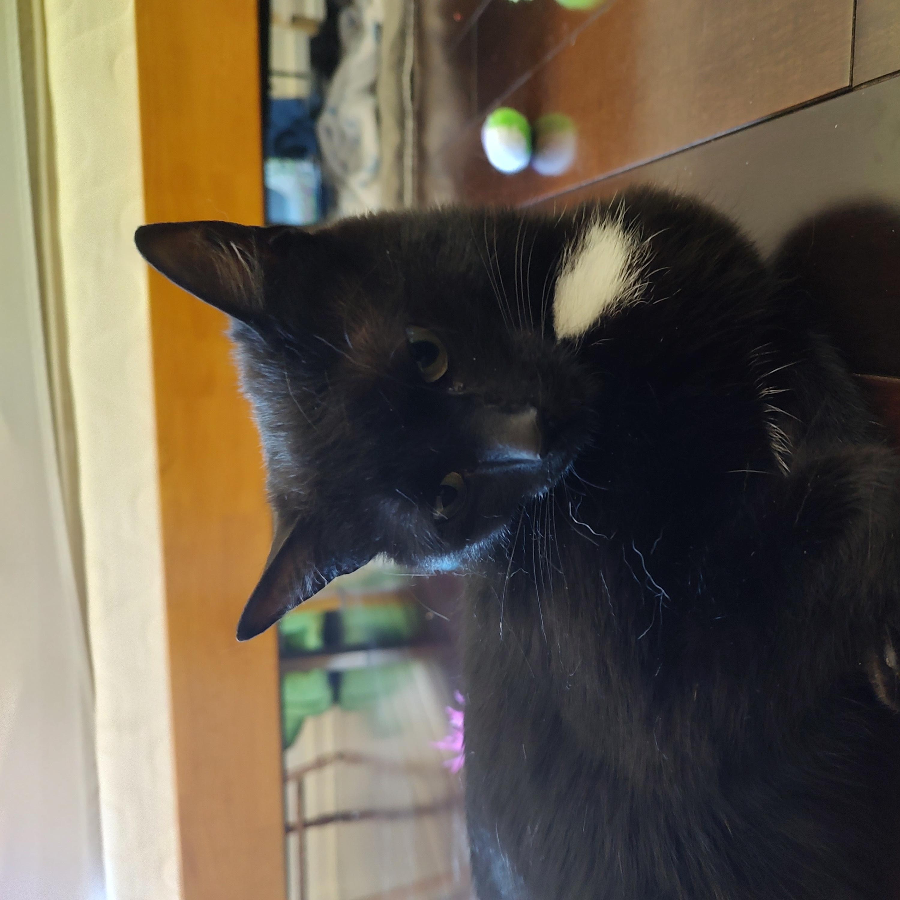 Hattie, a ADOPTABLE Tuxedo in Blue Bell, PA image 5/6