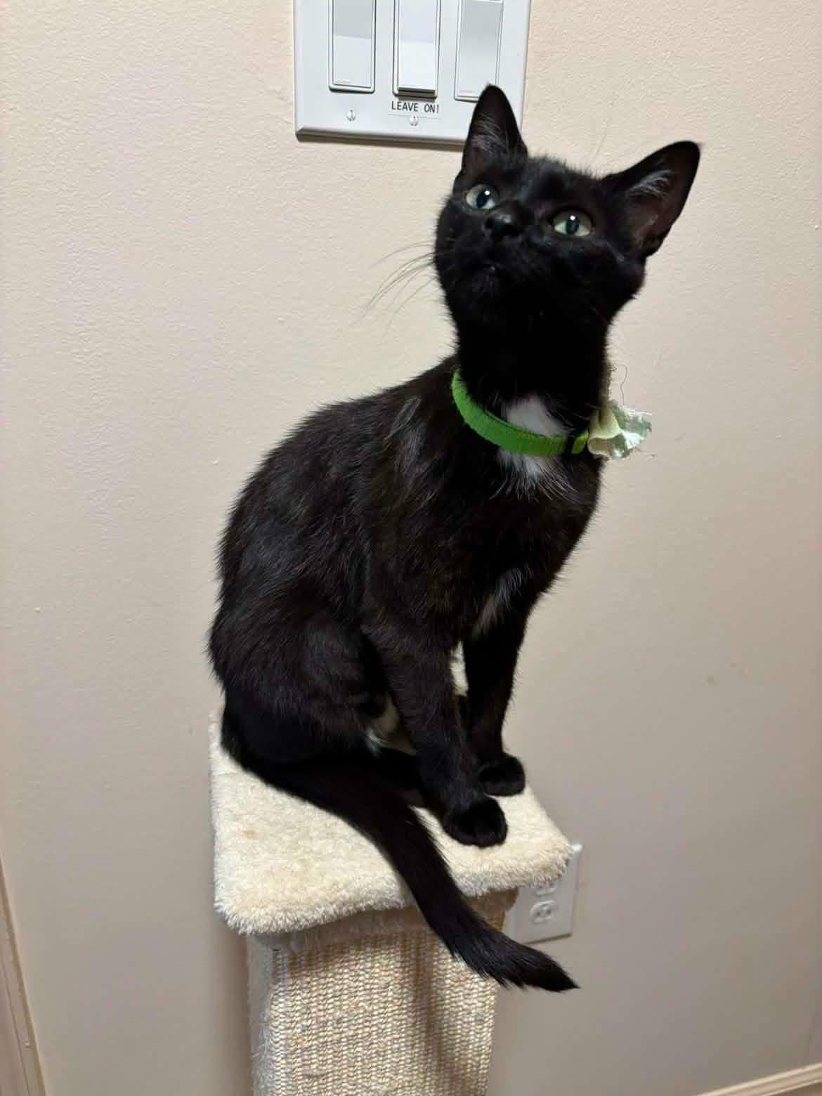Hattie, a ADOPTABLE Tuxedo in Blue Bell, PA image 2/6
