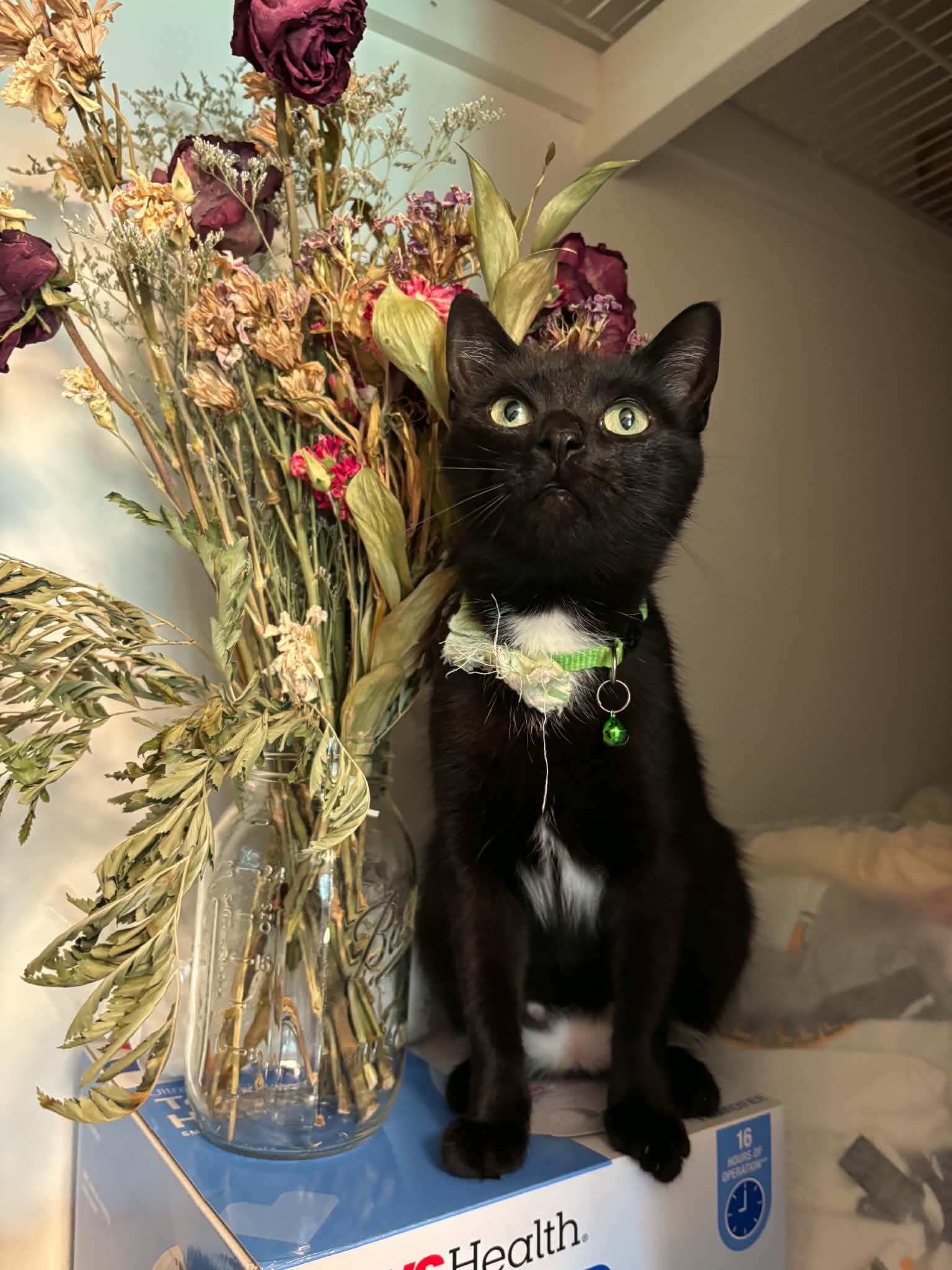 Hattie, ADOPTABLE, Adult Female Tuxedo.