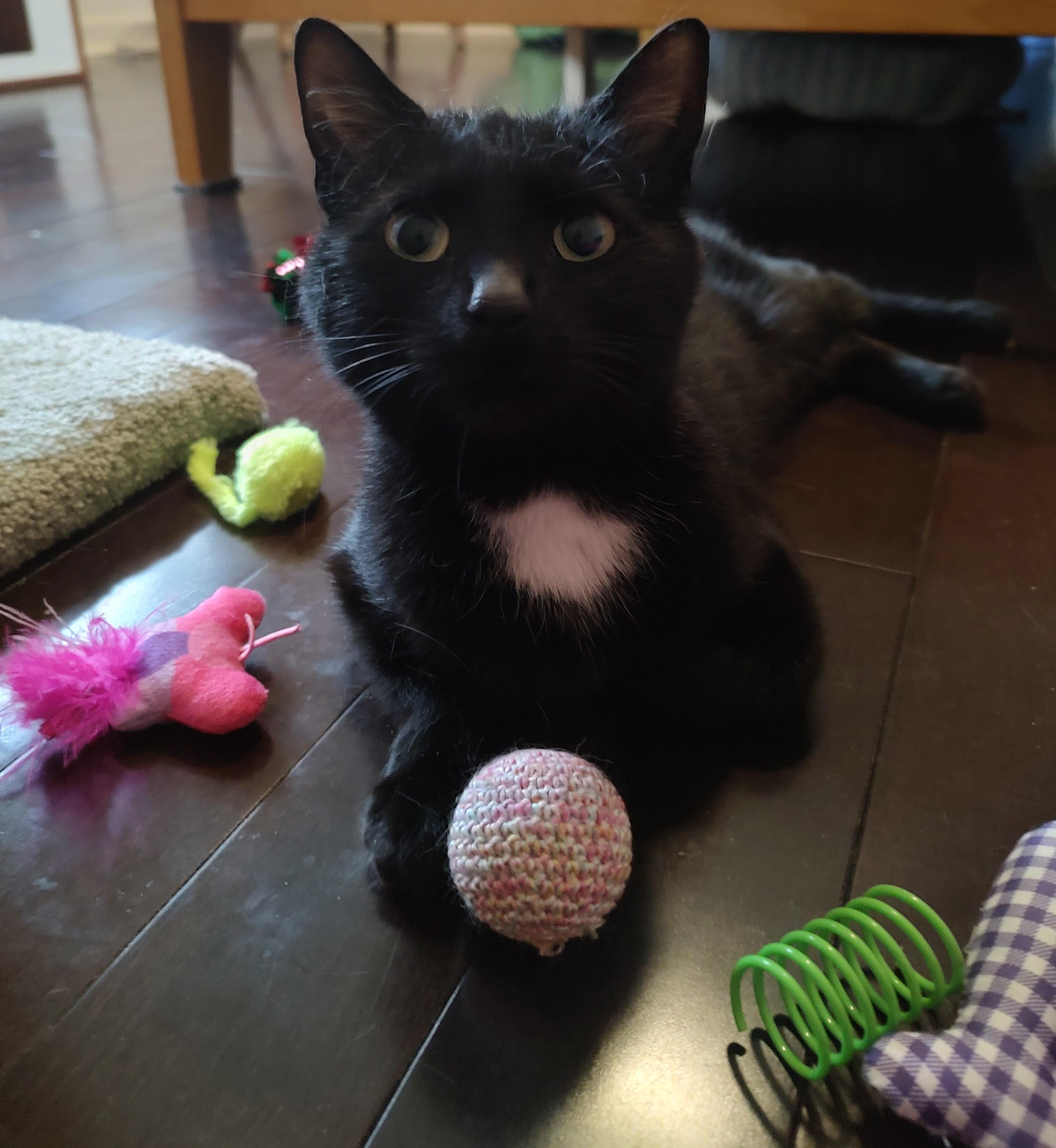 Hattie, a ADOPTABLE Tuxedo in Blue Bell, PA image 4/6