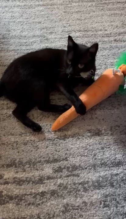 Enlarge Hattie, a ADOPTABLE Tuxedo in Blue Bell, PA video 3/6