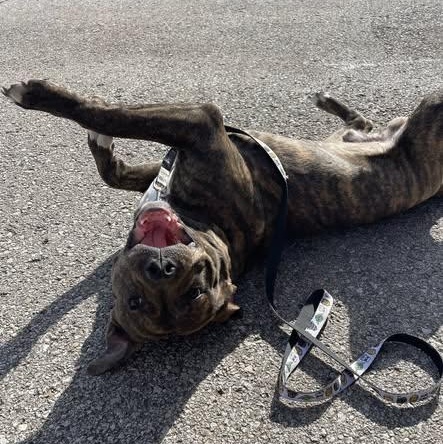 Sid, a ADOPTABLE Pit Bull Terrier in North Kansas City, MO image 2/5