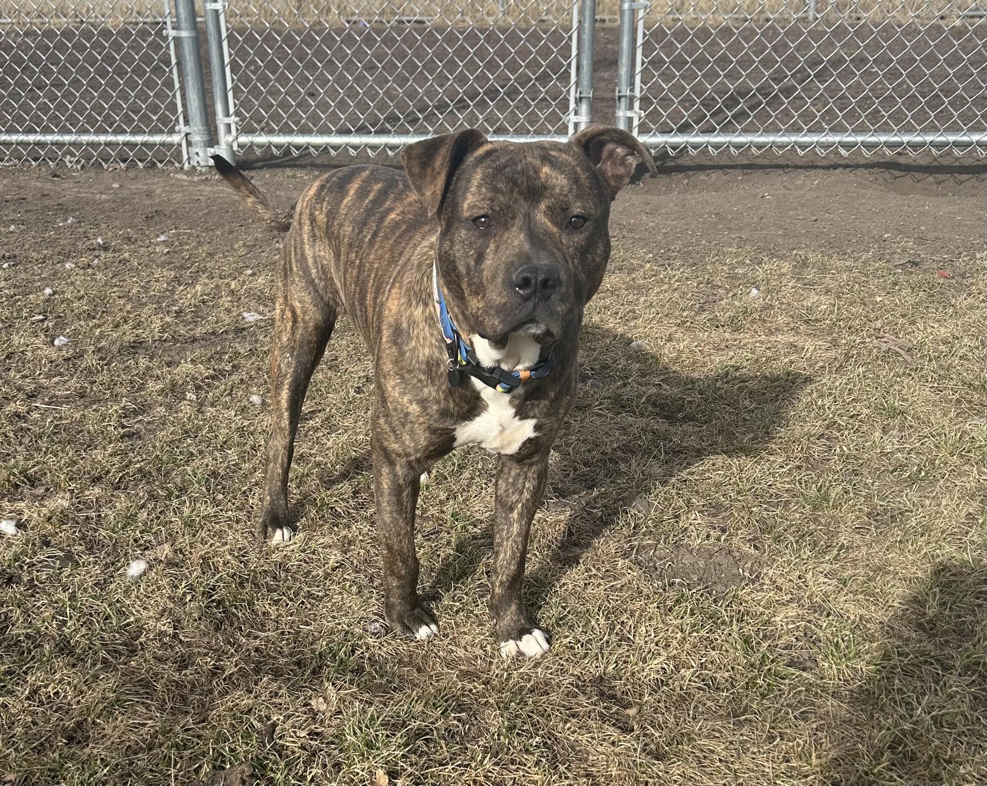 Sid, a ADOPTABLE Pit Bull Terrier in North Kansas City, MO image 3/5