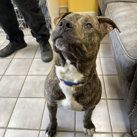 Sid, a ADOPTABLE Pit Bull Terrier in North Kansas City, MO image 4/5