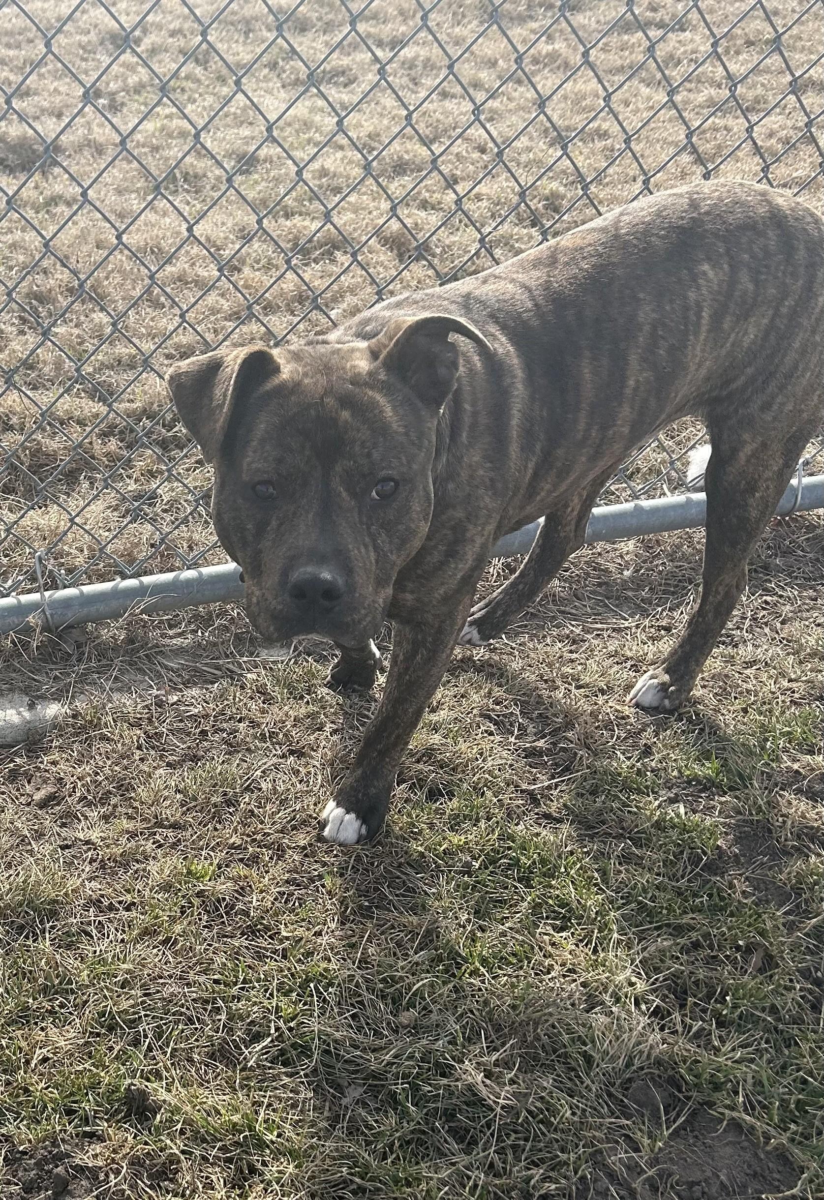 Sid, a ADOPTABLE Pit Bull Terrier in North Kansas City, MO image 1/5