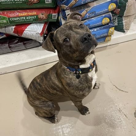 Sid, a ADOPTABLE Pit Bull Terrier in North Kansas City, MO image 5/5