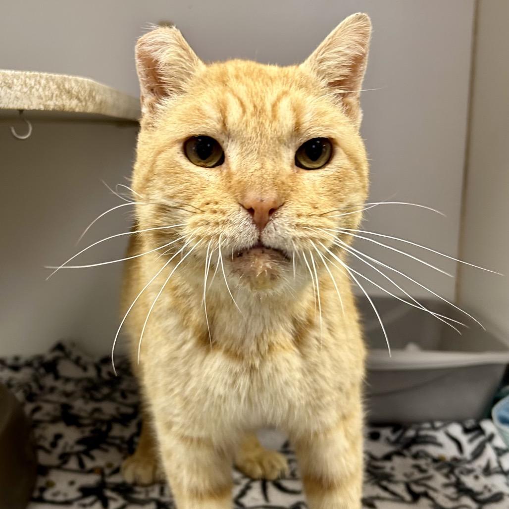 Cheese Whiz, Adoptable, Senior Male Domestic Short Hair.