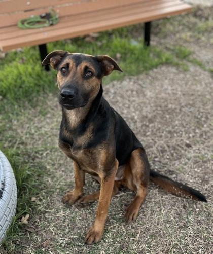 Coraline — thumbnail 3