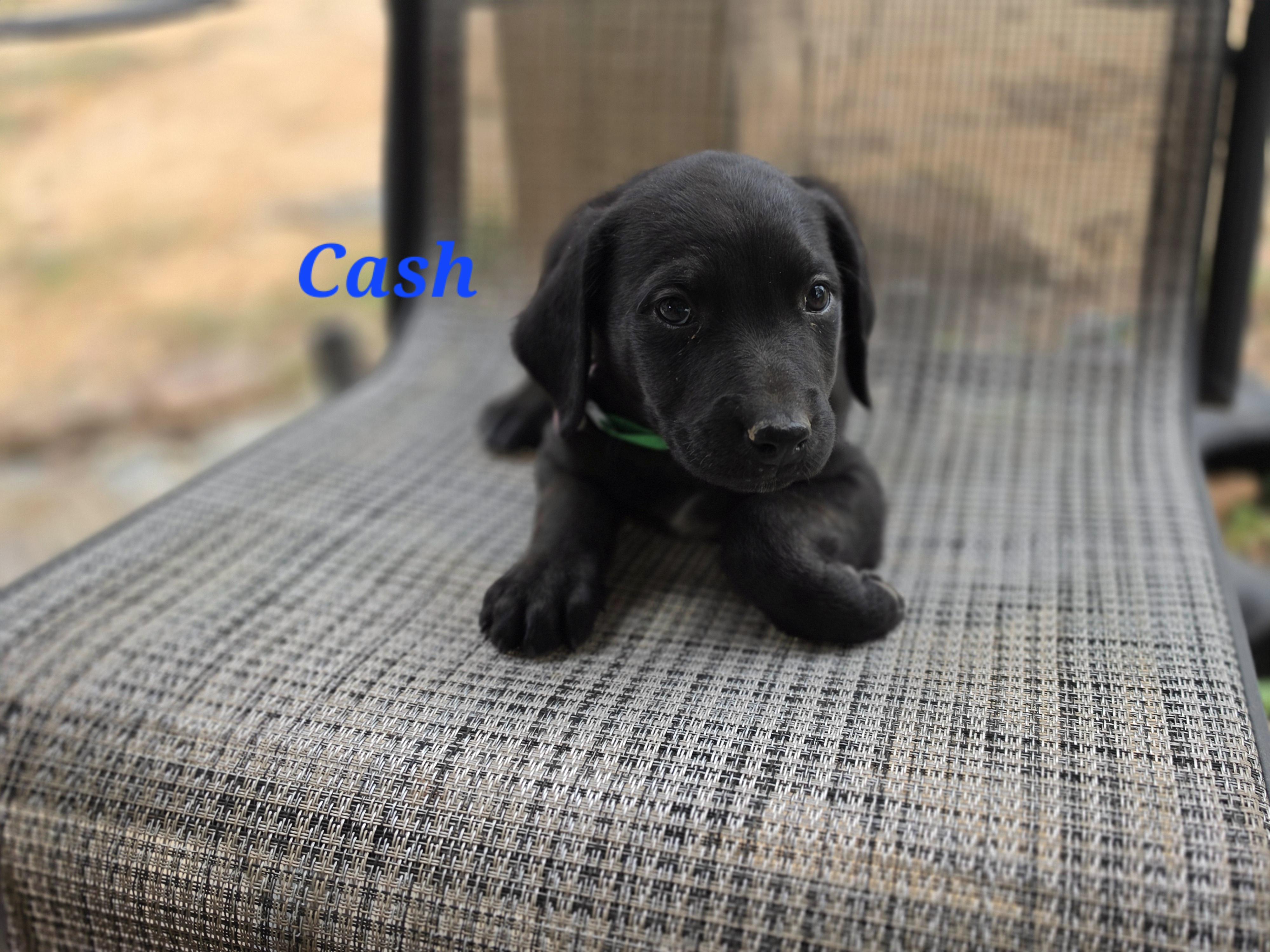 Enlarge Cash Cheer, a Adoptable mixed breed in Woburn, MA image 4/4