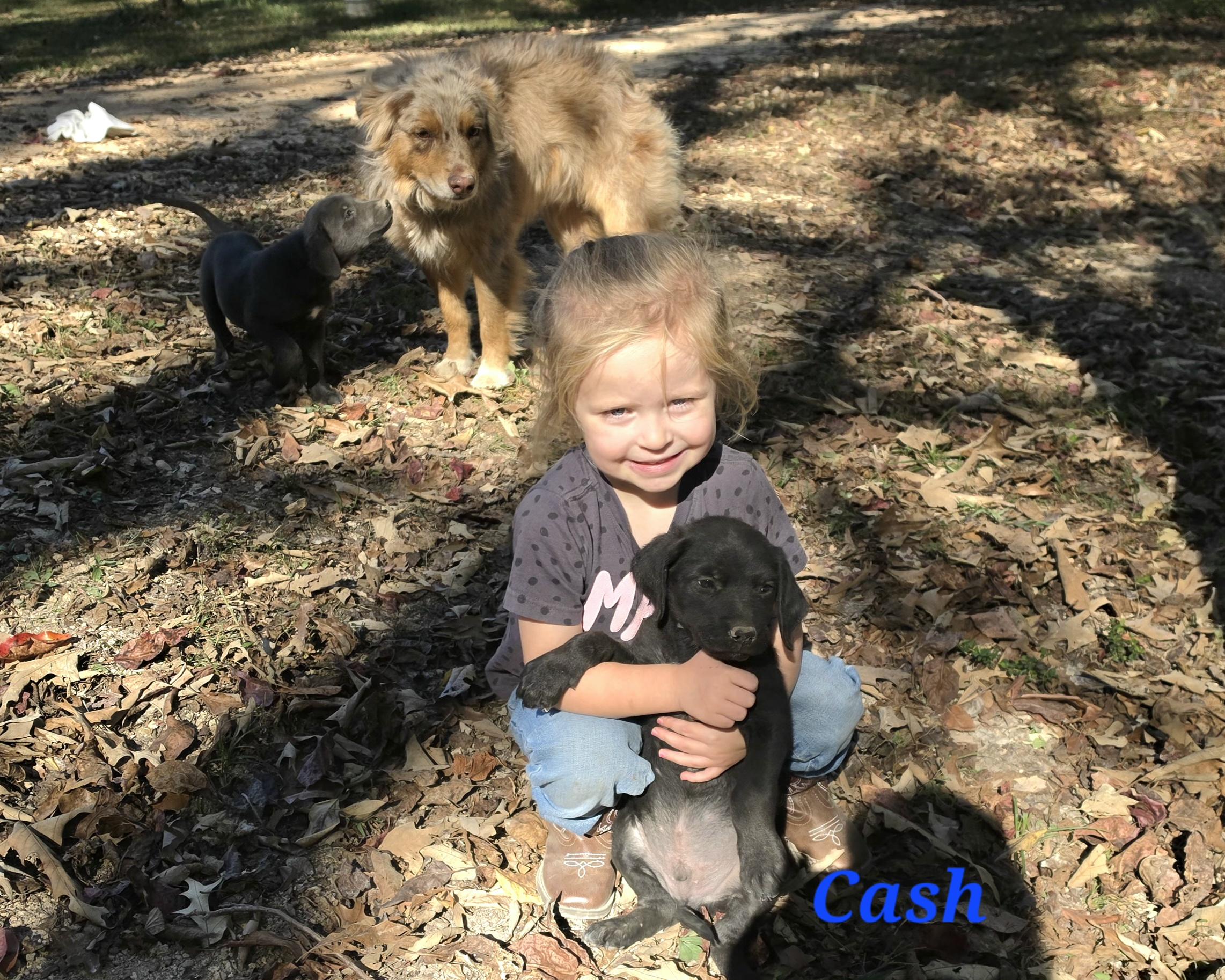 Enlarge Cash Cheer, a Adoptable mixed breed in Woburn, MA image 2/4