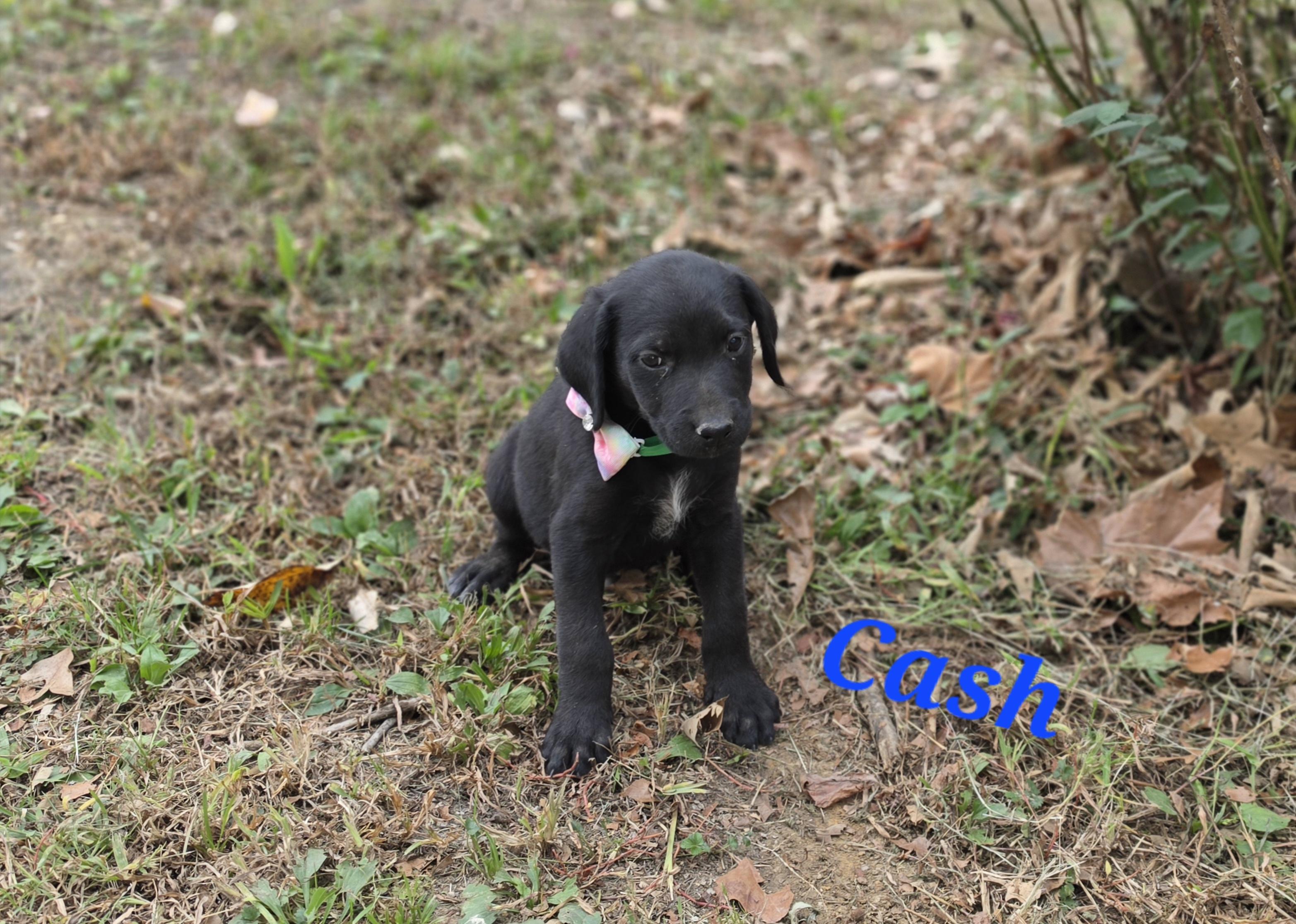Enlarge Cash Cheer, a Adoptable mixed breed in Woburn, MA image 3/4