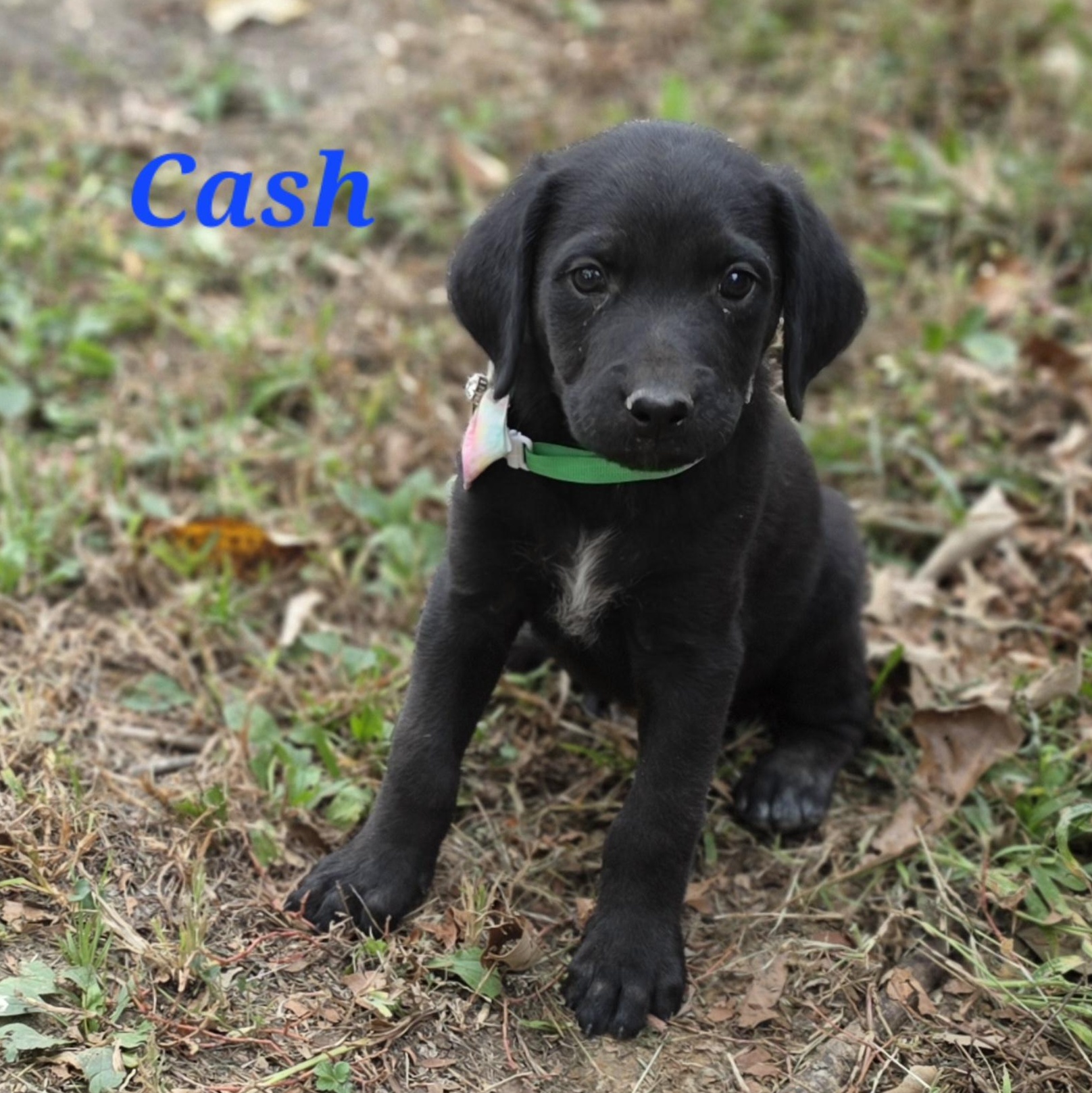 Enlarge Cash Cheer, a Adoptable mixed breed in Woburn, MA image 1/4