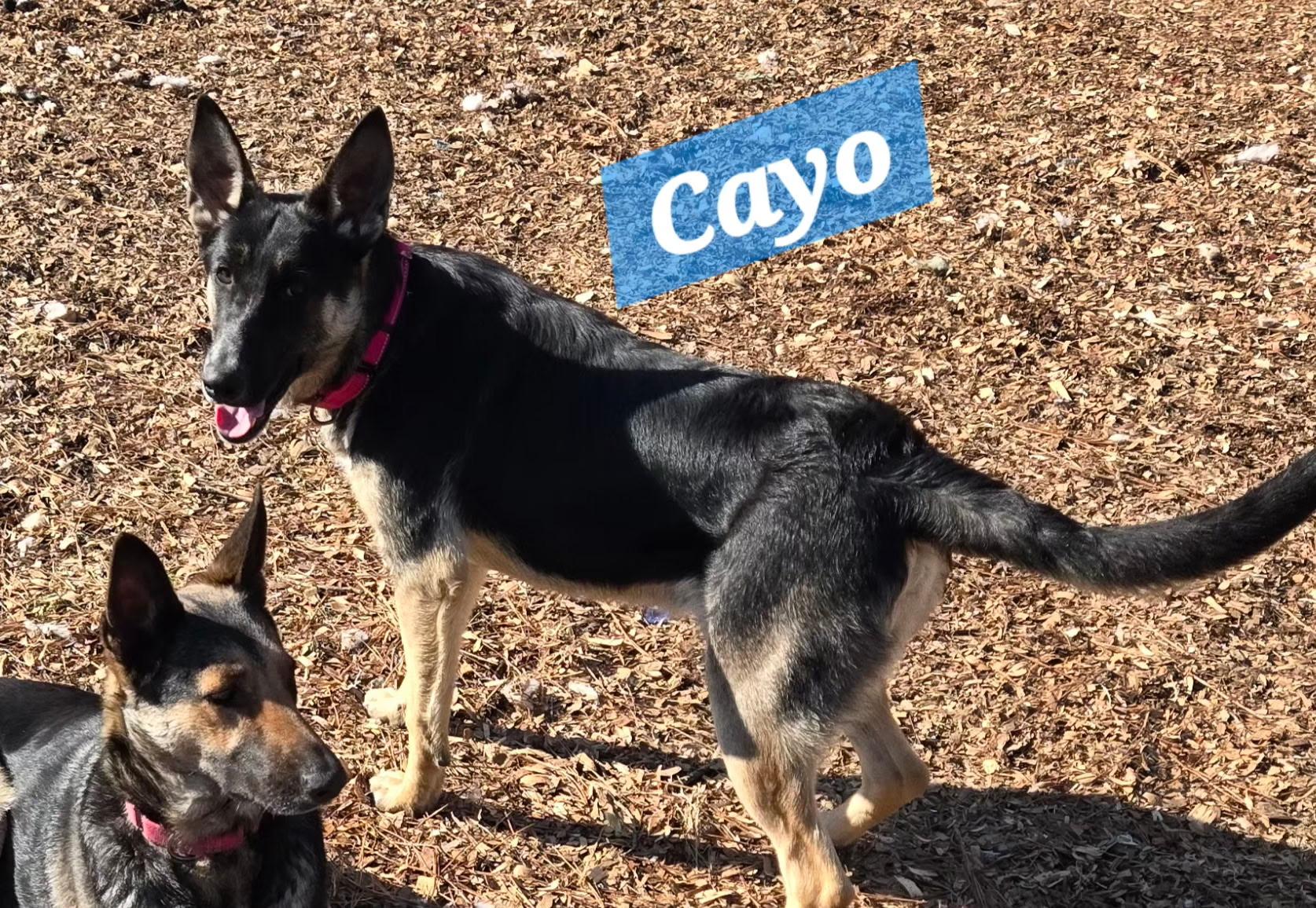 Enlarge Cayo, a ADOPTABLE mixed breed in Rome, GA image 2/2
