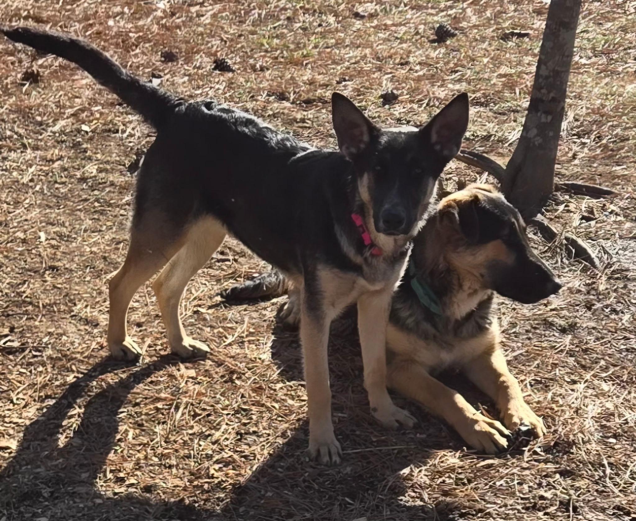 Cayo, ADOPTABLE, Young Male German Shepherd Dog & Australian Shepherd.