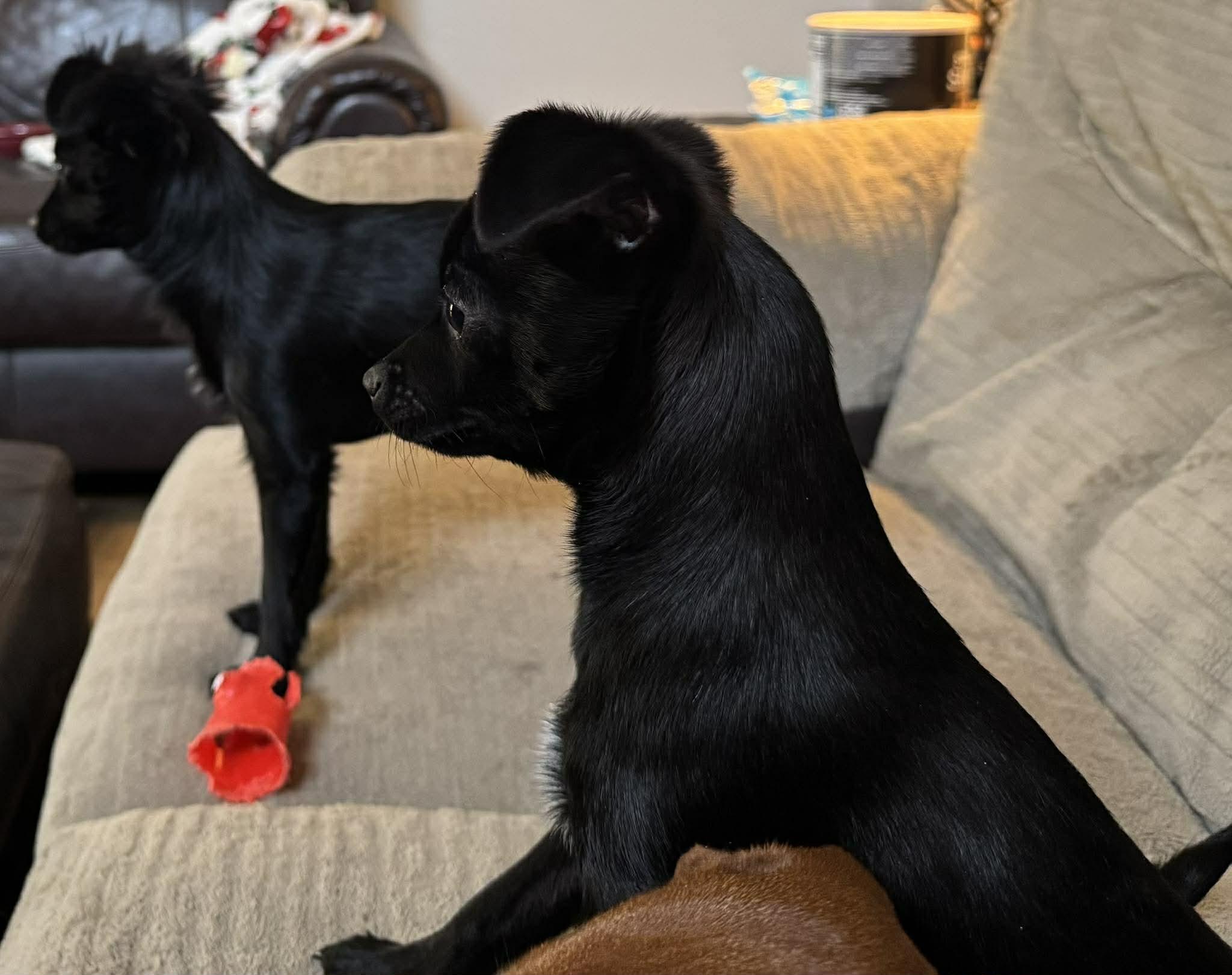 Harley and Marley, a ADOPTABLE mixed breed in Yukon, OK image 3/3
