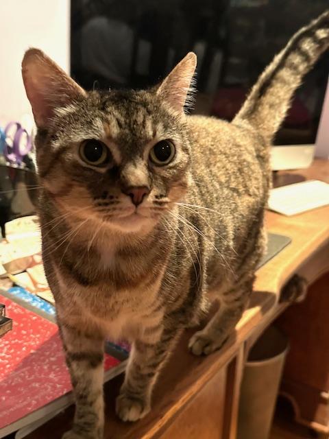 Tinkerbell, a Adoptable mixed breed in BEVERLY HILLS, CA image 4/5