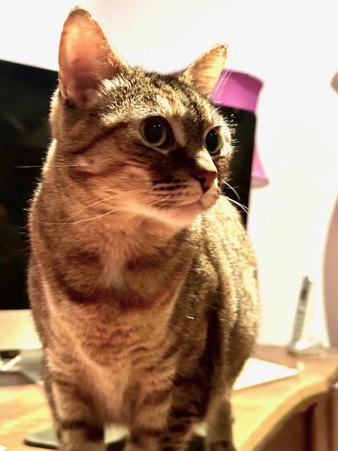 Tinkerbell, a Adoptable mixed breed in BEVERLY HILLS, CA image 3/5