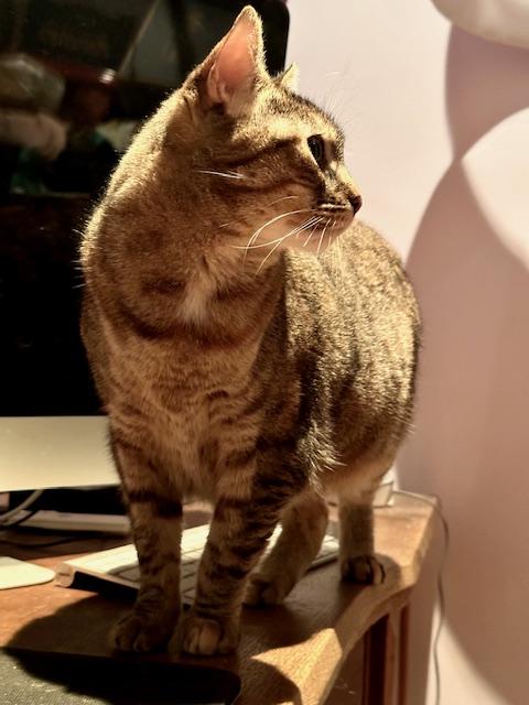 Tinkerbell, a Adoptable mixed breed in BEVERLY HILLS, CA image 5/5