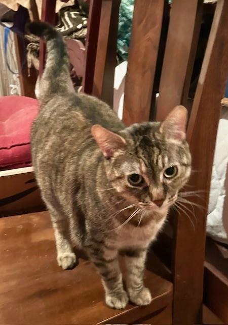 Tinkerbell, a Adoptable mixed breed in BEVERLY HILLS, CA image 2/5