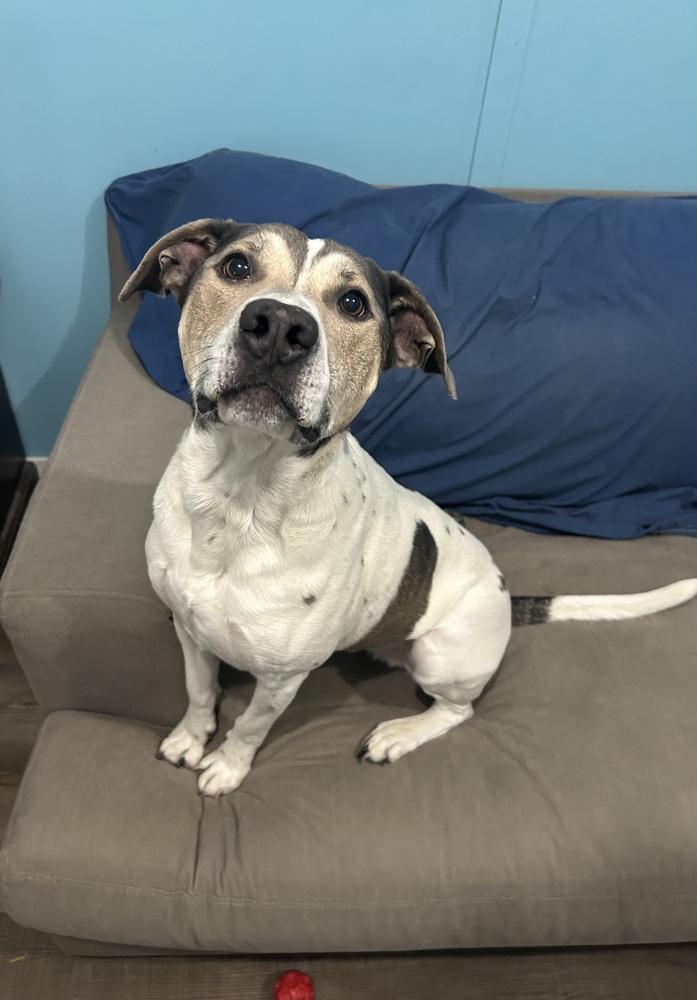 Enlarge Dodger, a Adoptable mixed breed in Youngsville, NC image 4/6