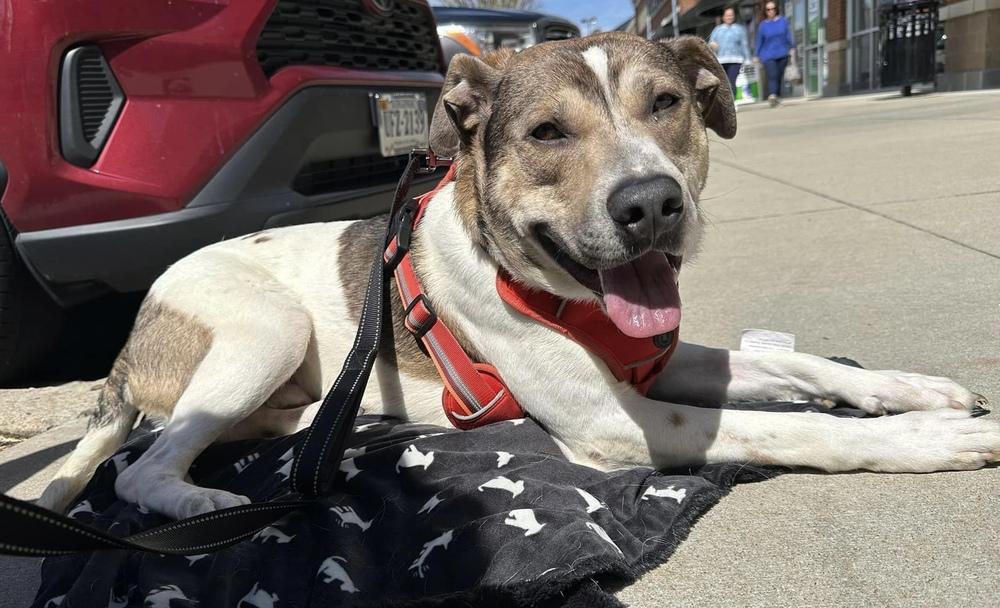 Enlarge Dodger, a Adoptable mixed breed in Youngsville, NC image 5/6