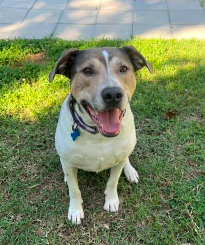 Enlarge Dodger, a Adoptable mixed breed in Youngsville, NC image 6/6