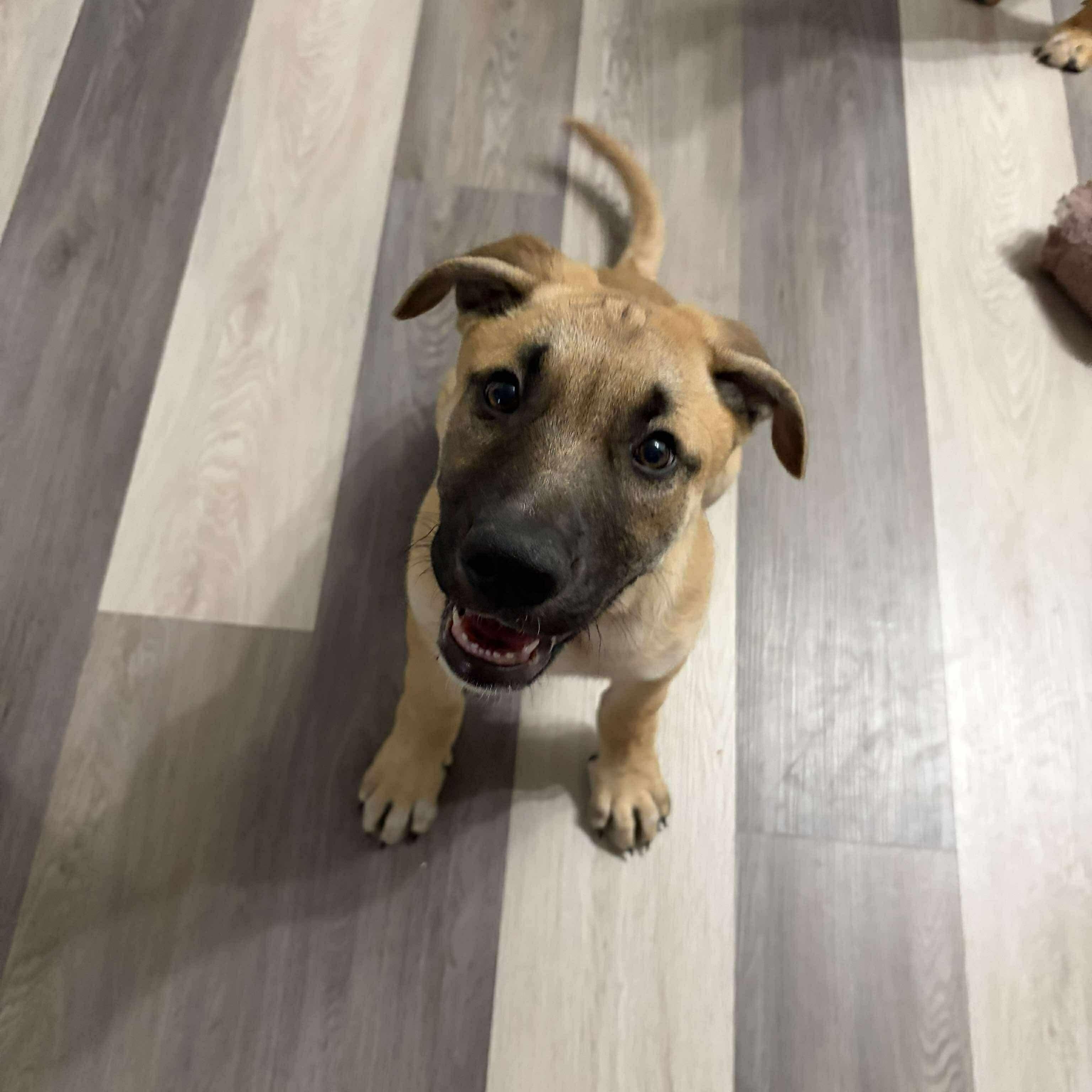 Enlarge Marzipan, a Adoptable mixed breed in Edmonton, AB image 6/6