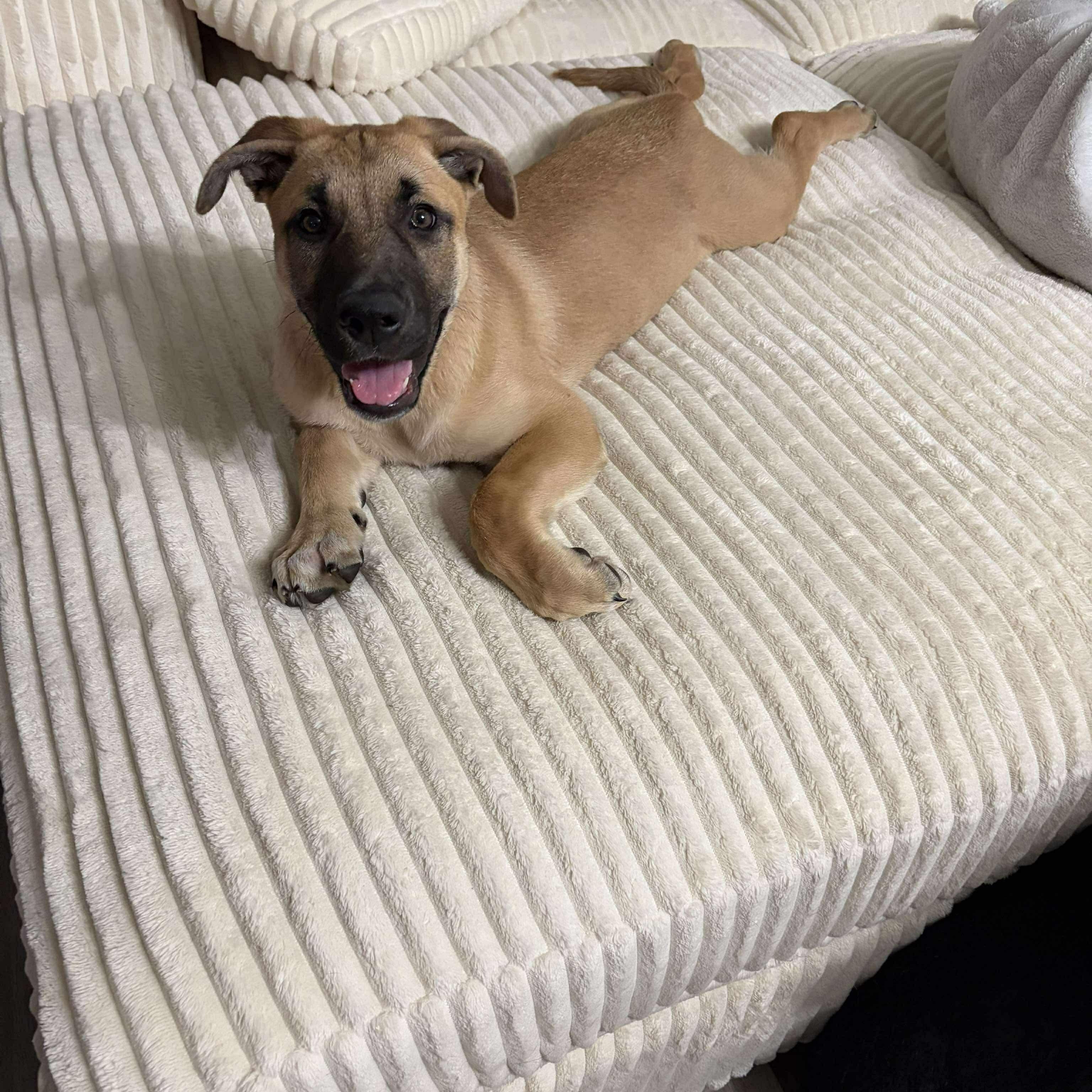 Marzipan, Adoptable, Puppy Female German Shepherd Dog.