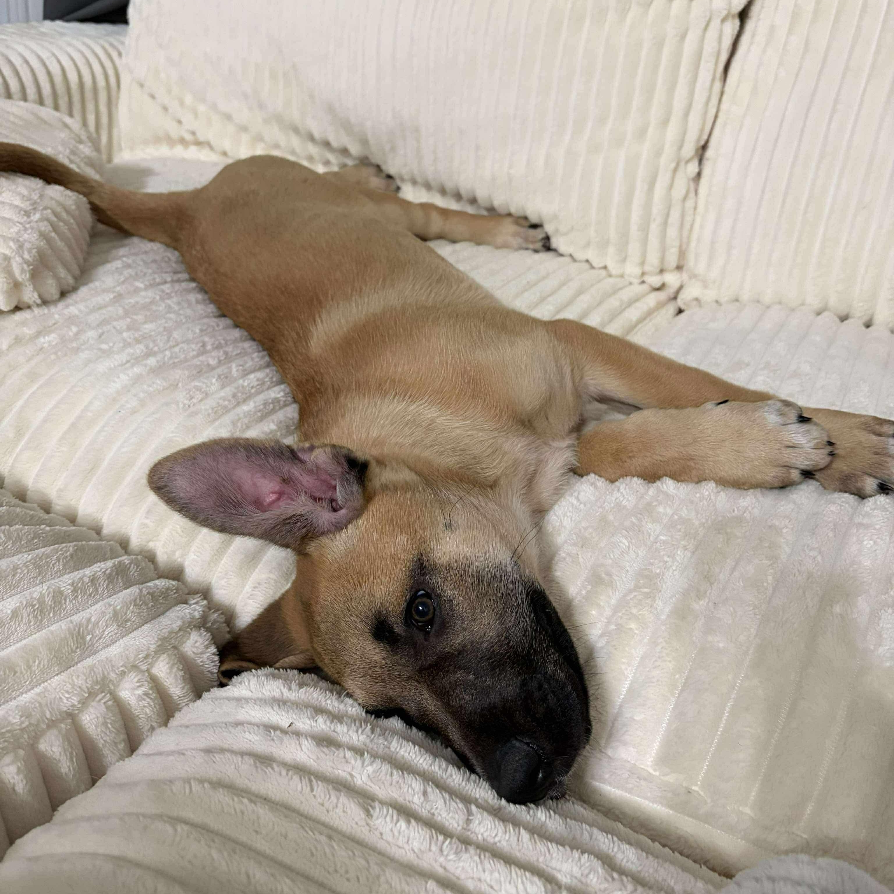 Enlarge Marzipan, a Adoptable mixed breed in Edmonton, AB image 4/6