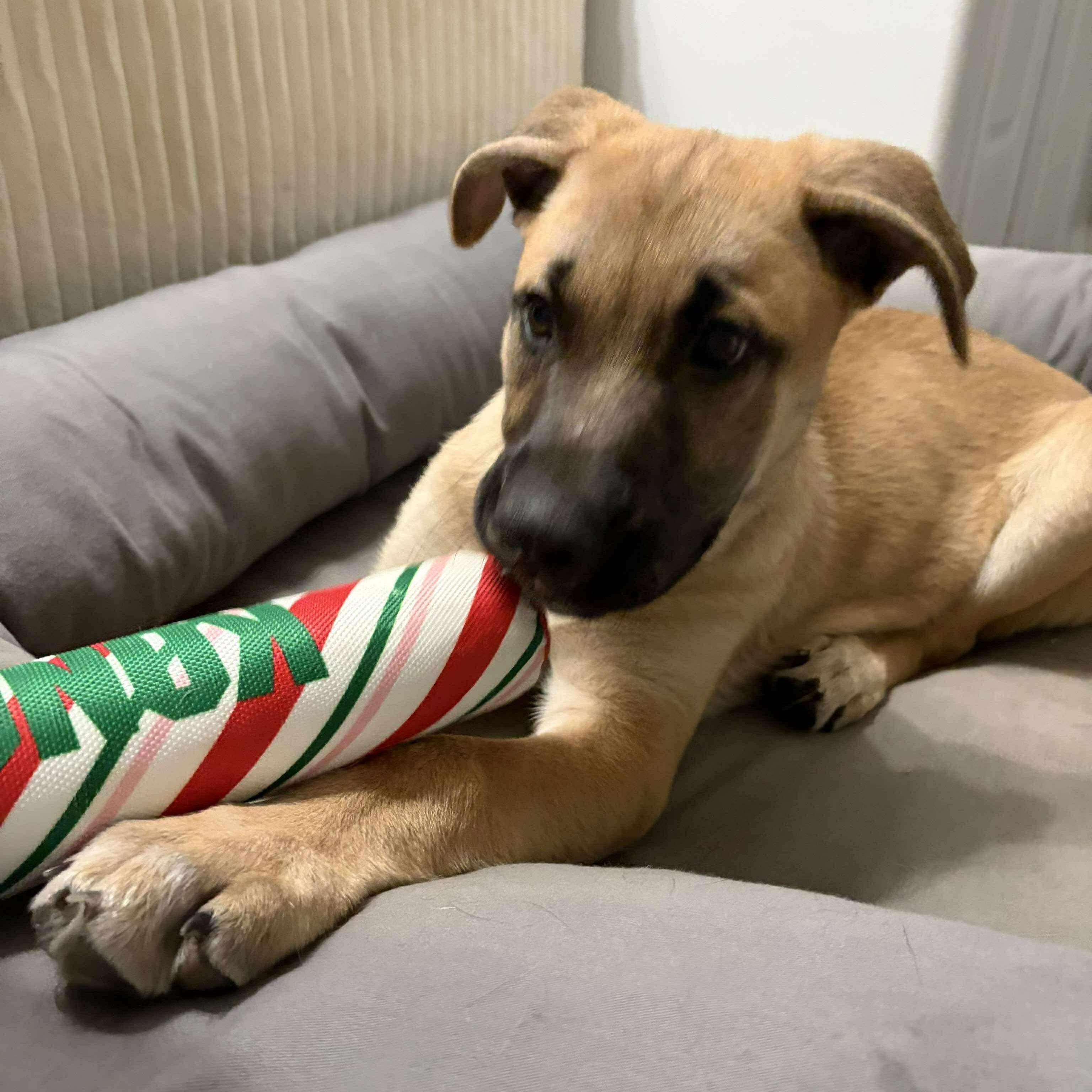 Enlarge Marzipan, a Adoptable mixed breed in Edmonton, AB image 5/6