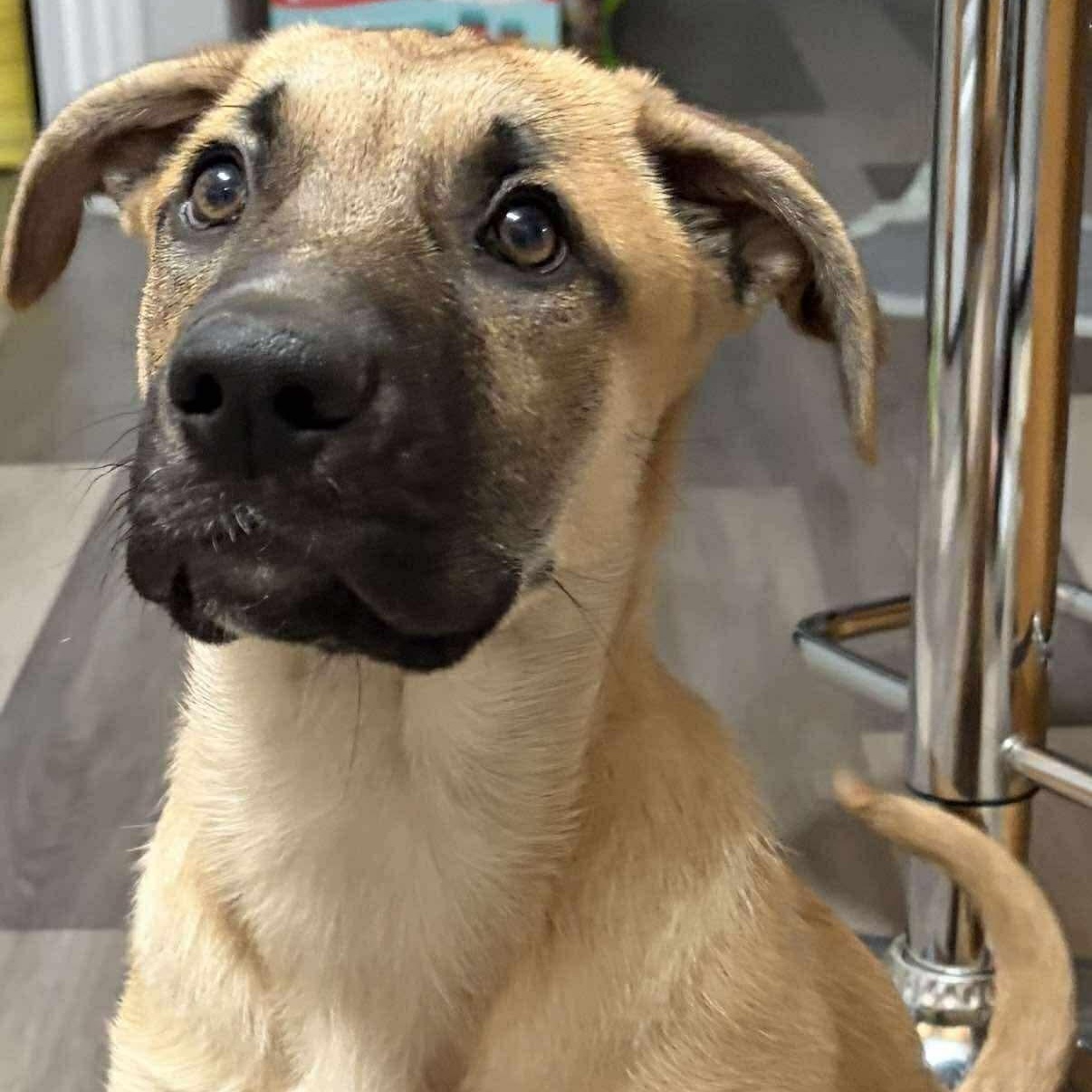 Enlarge Marzipan, a Adoptable mixed breed in Edmonton, AB image 2/6