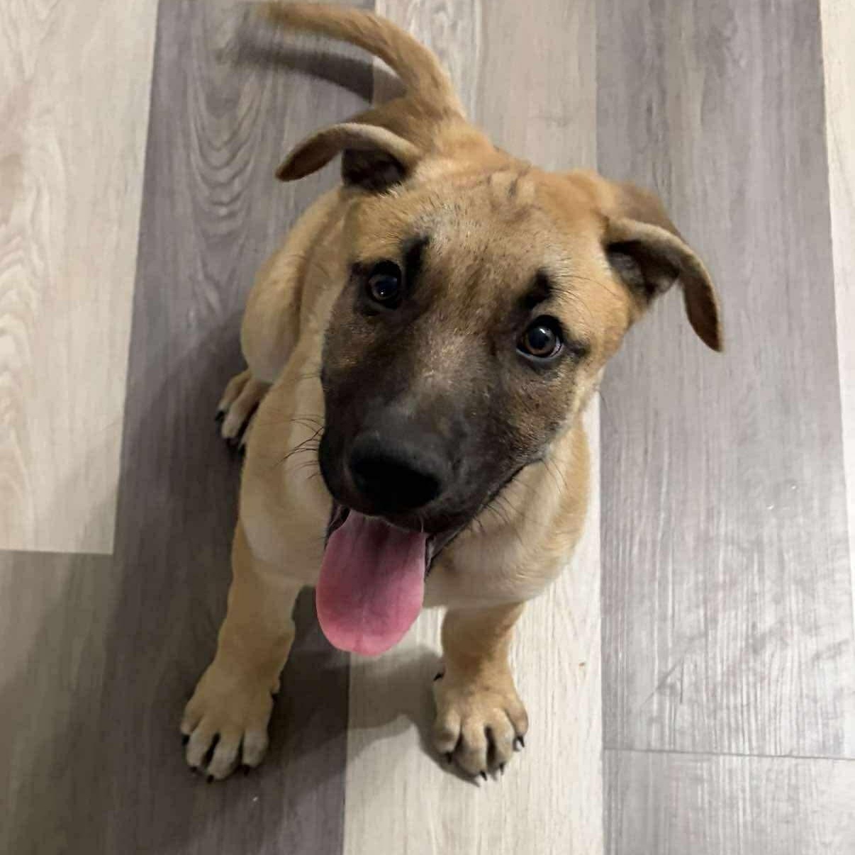 Enlarge Marzipan, a Adoptable mixed breed in Edmonton, AB image 3/6