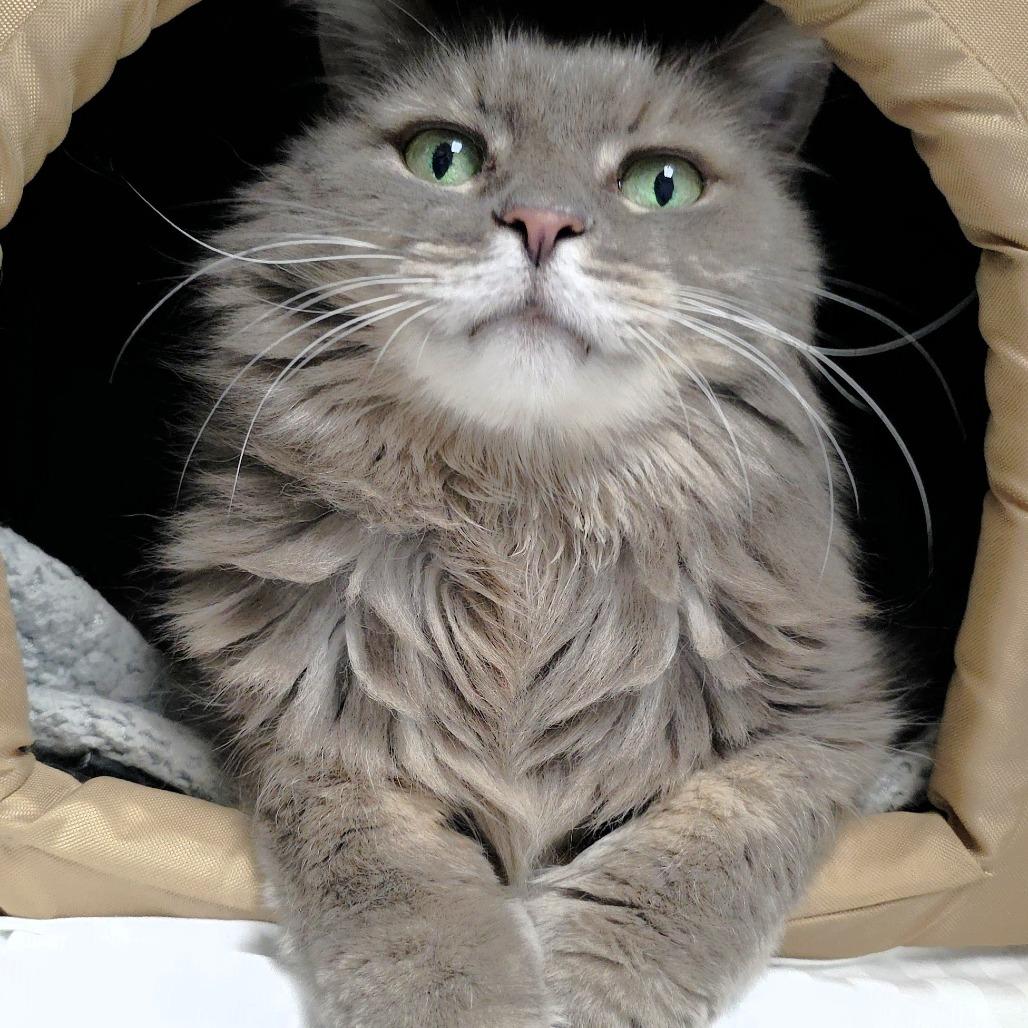Enlarge Whiskers, a Adoptable Domestic Medium Hair in Michigan City, IN image 1/6