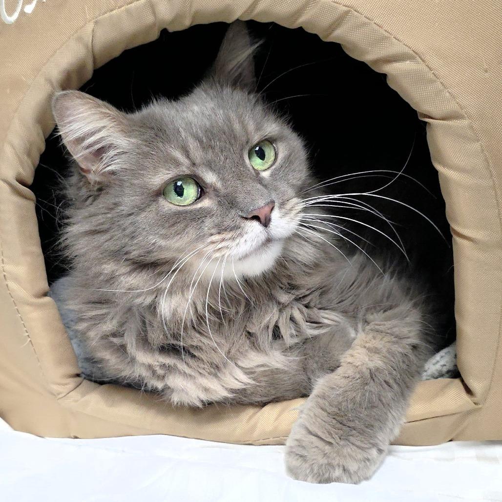 Enlarge Whiskers, a Adoptable Domestic Medium Hair in Michigan City, IN image 2/6