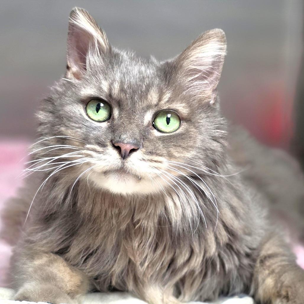 Enlarge Whiskers, a Adoptable Domestic Medium Hair in Michigan City, IN image 3/6