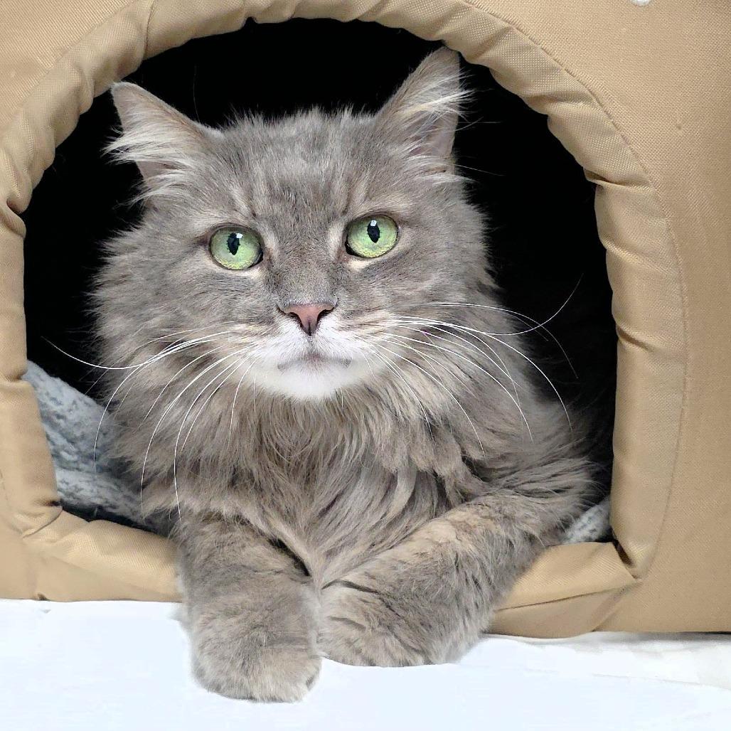 Enlarge Whiskers, a Adoptable Domestic Medium Hair in Michigan City, IN image 5/6