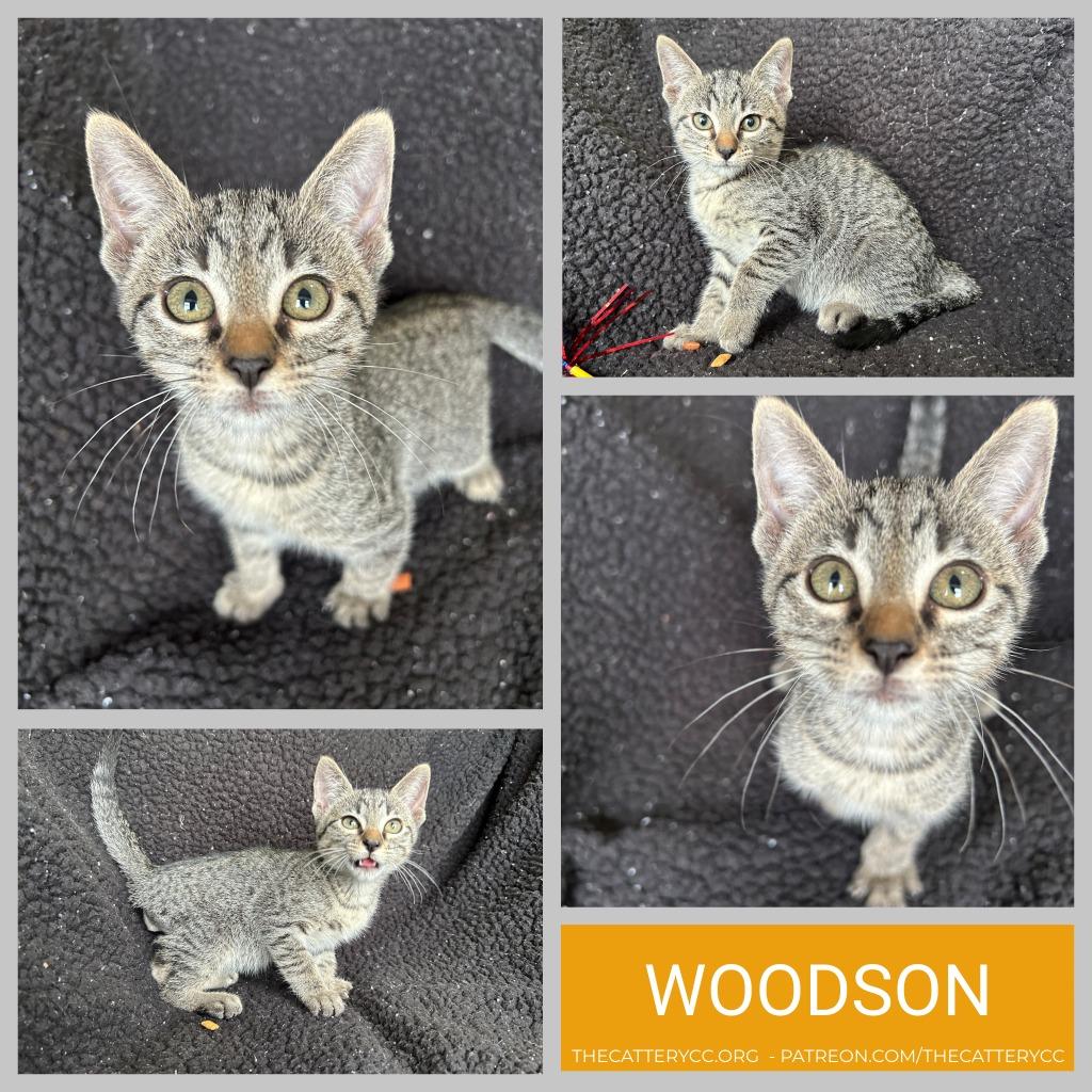 Woodson, Adoptable, Kitten Male Domestic Short Hair.