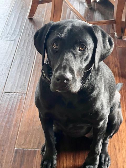 Mabel, ADOPTABLE, Young Female Labrador Retriever.