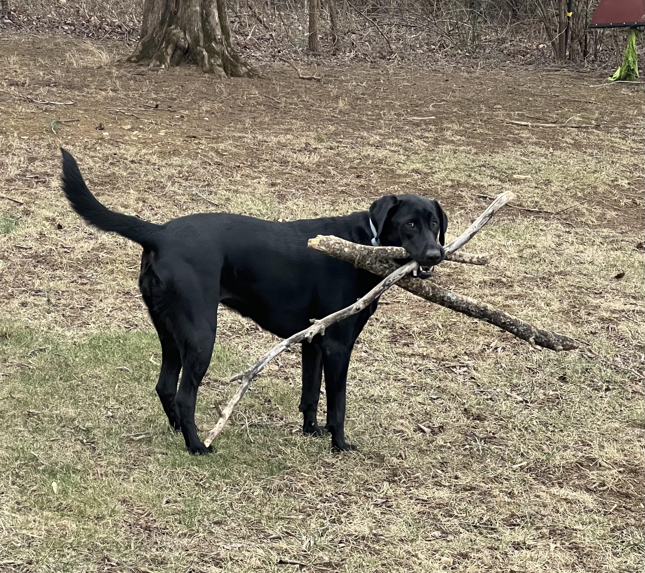 Mabel, a ADOPTABLE Labrador Retriever in Fincastle, VA image 2/2